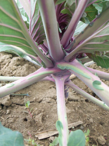 ‘Victoria’ Rhubarb: The Gold Standard
